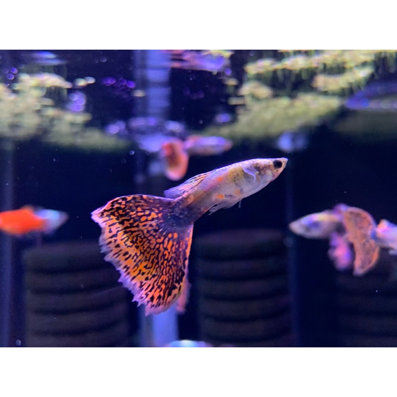 Rainbow Guppy
