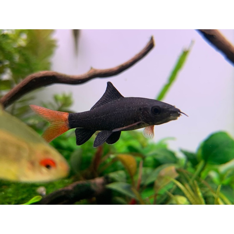 Rainbow Shark