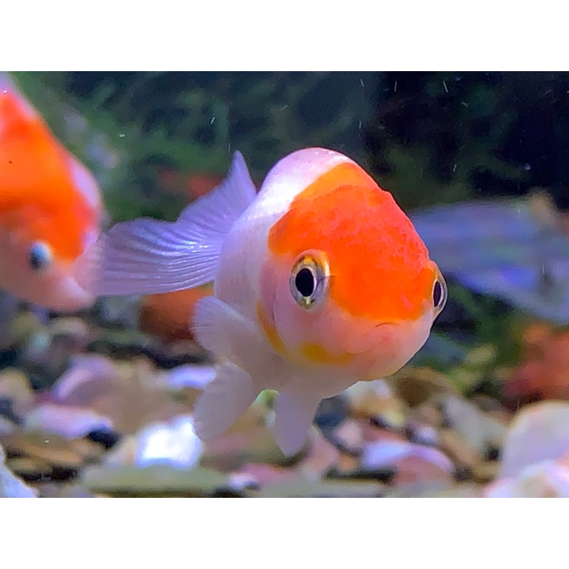 Ranchu