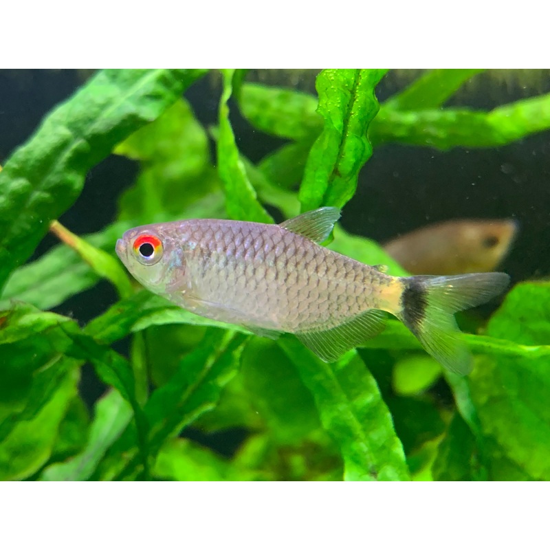 Red Eye Tetra