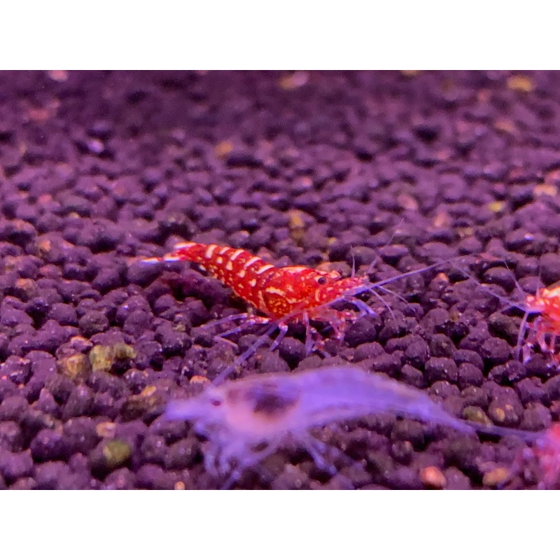 Red Galaxy