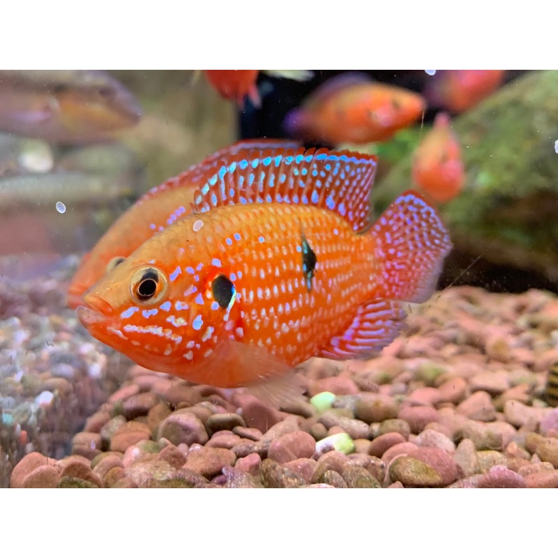 Red Jewel