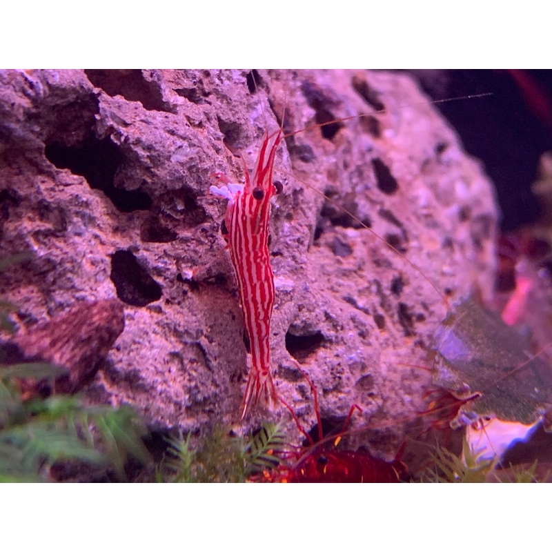 Red Line Sulawesi Shrimp