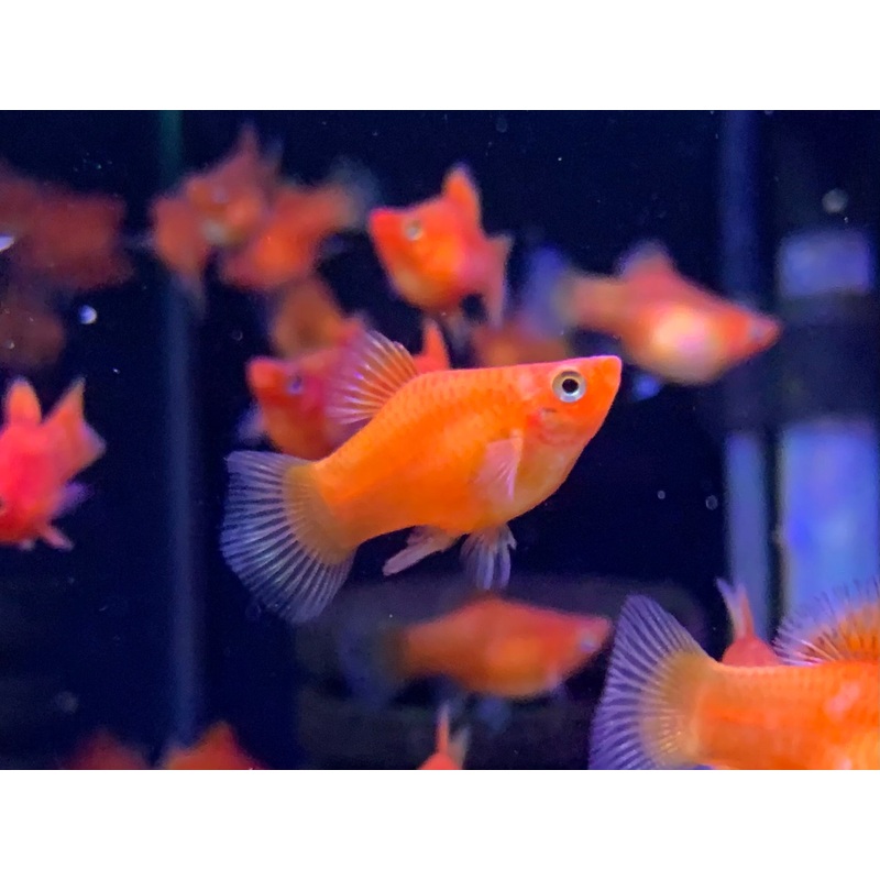 Red Platy