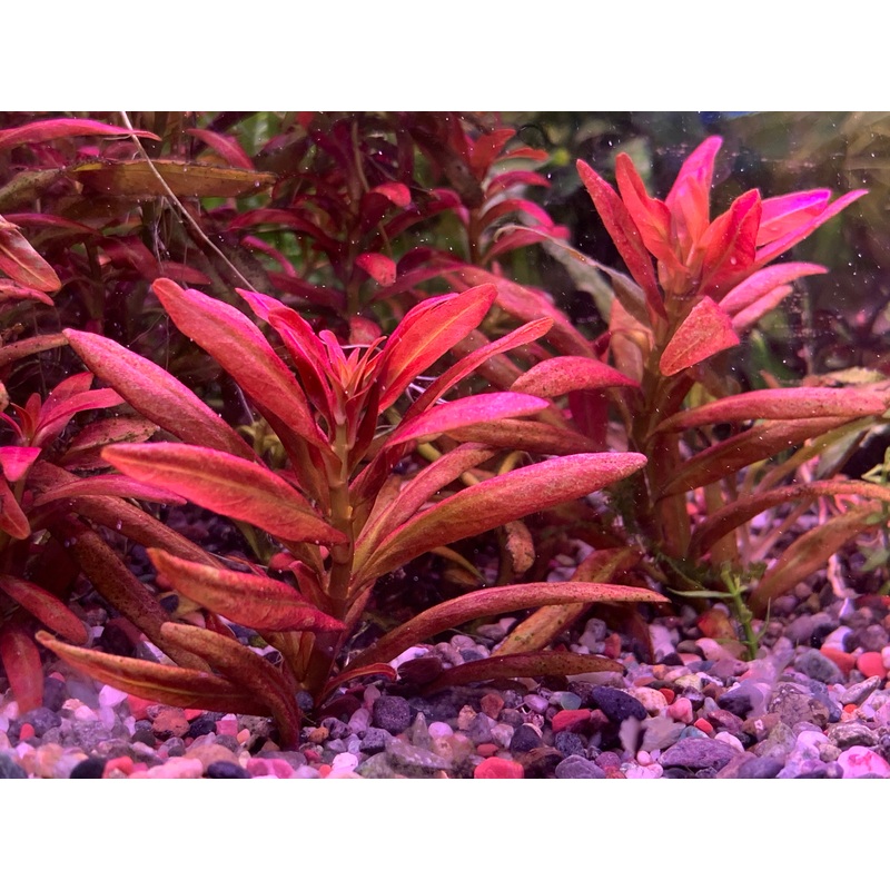 Rotala Sp Sunset