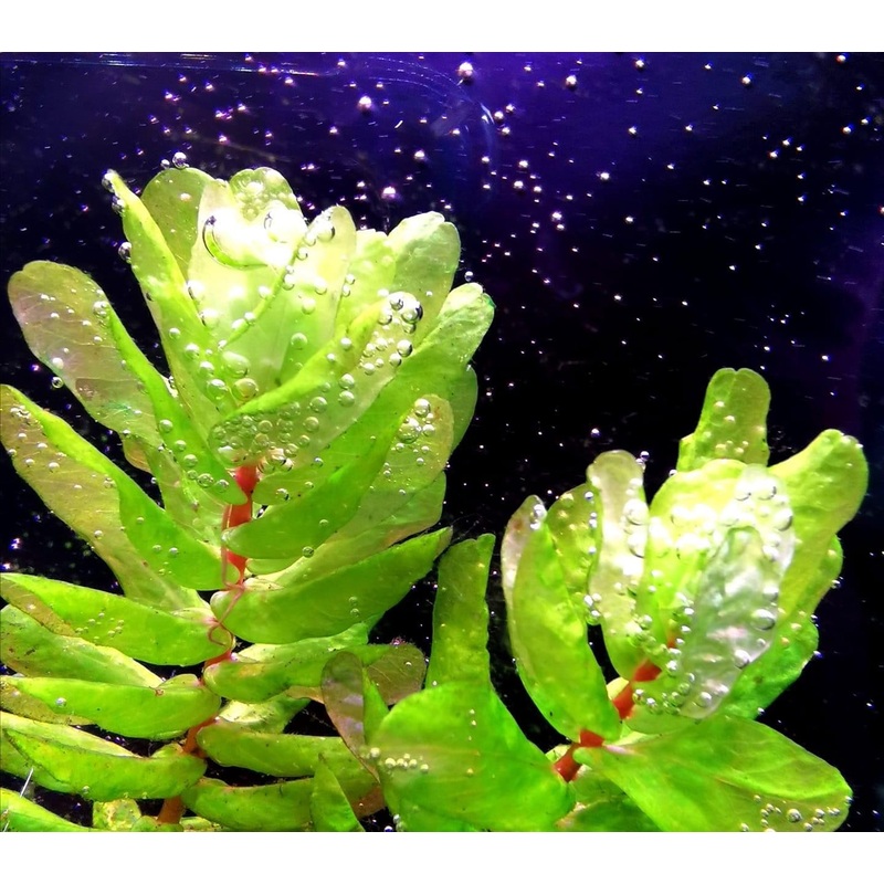 Rotala Tulunadensis