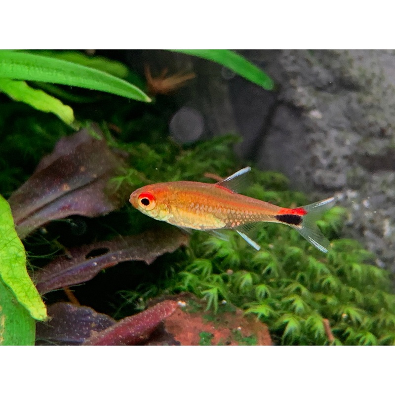 Ruby Tetra