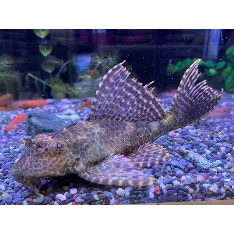 Sailfin Pleco
