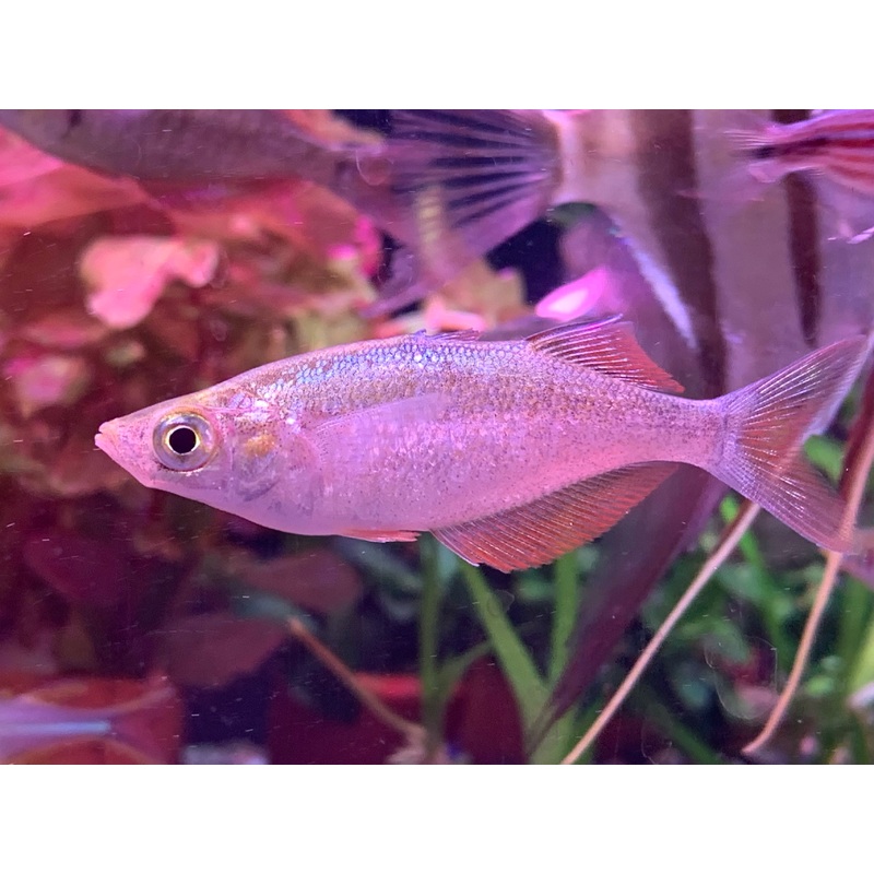 Salmon Red Rainbowfish