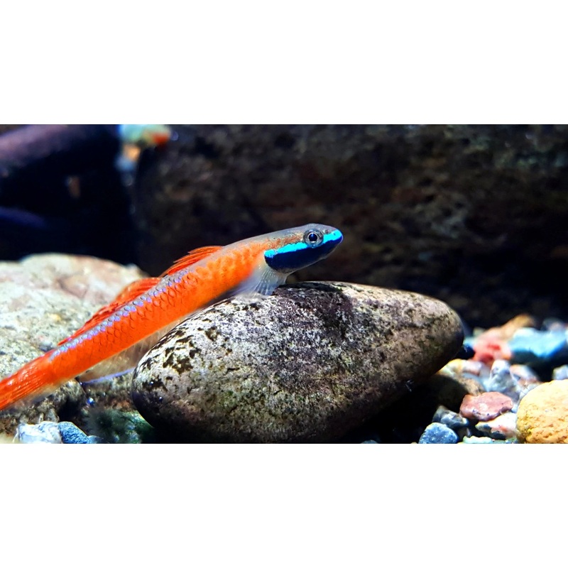 Stiphodon annieae (Annie's Dwarf Goby_