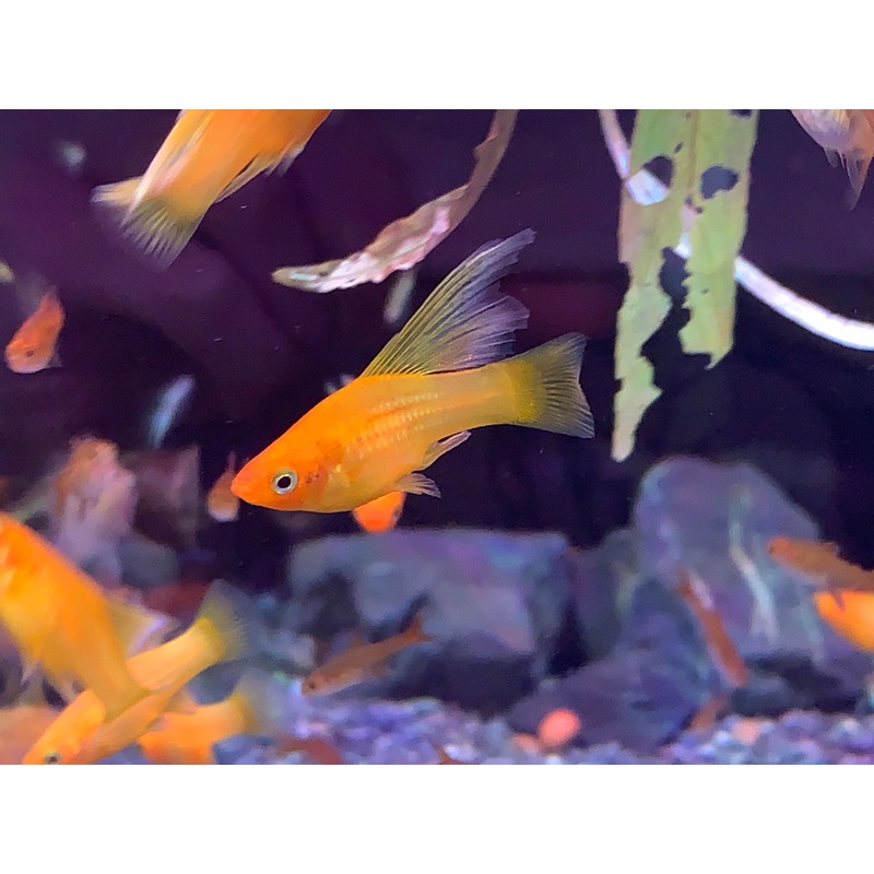 Sunset Platy