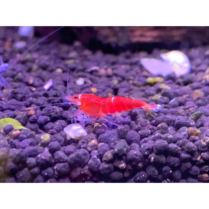 Super Crystal Red