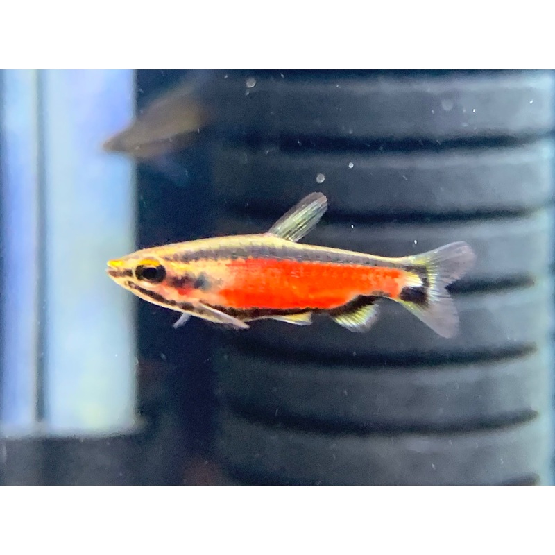 Super Red Cenepa Pencil Fish