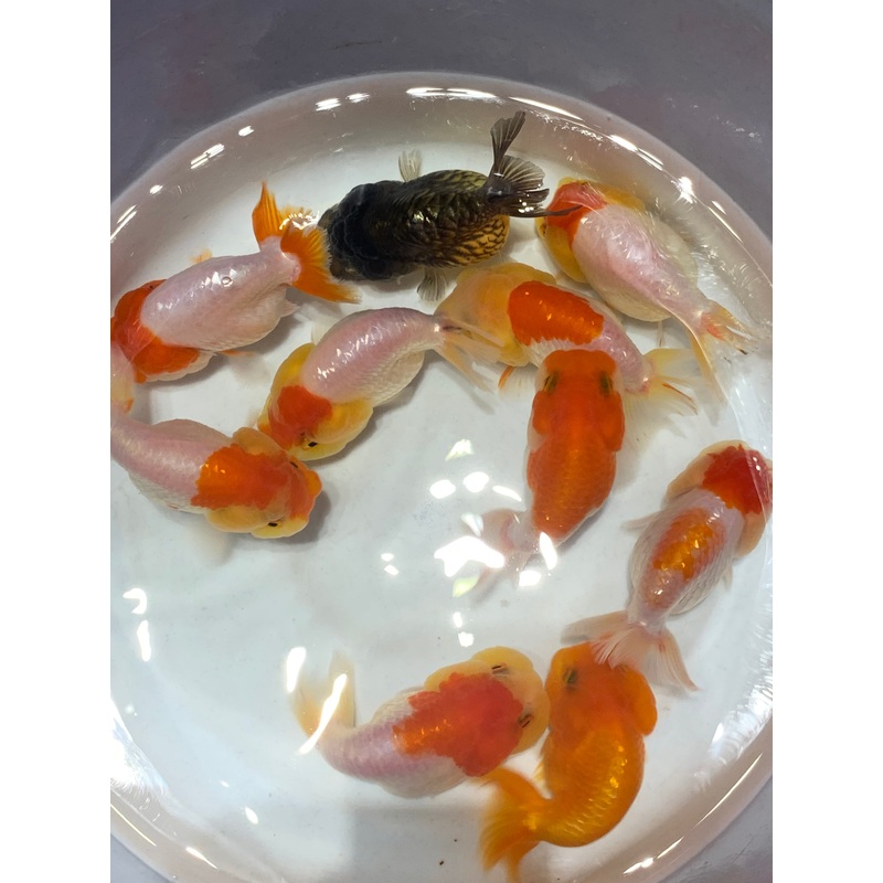 Thai Ranchu