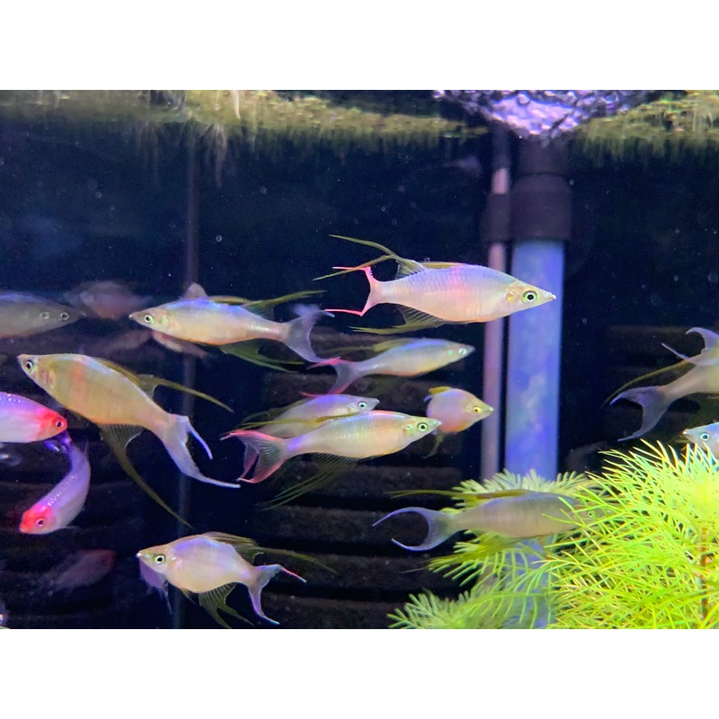 Threadfin Rainbowfish