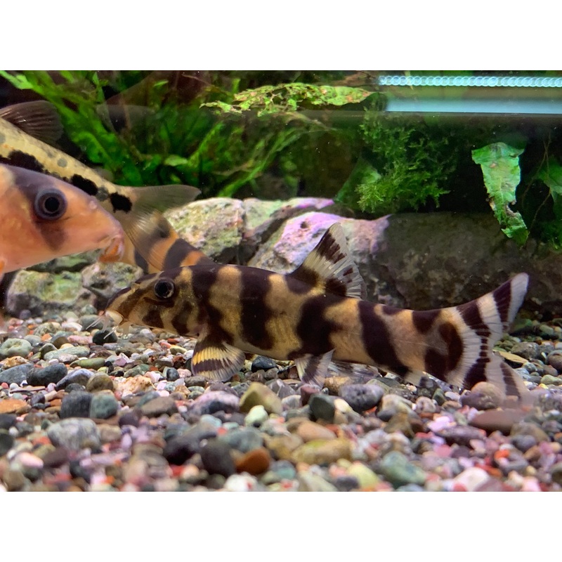 Tiger Loach