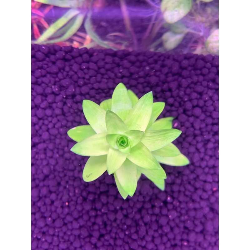 Tonina Fluviatilis