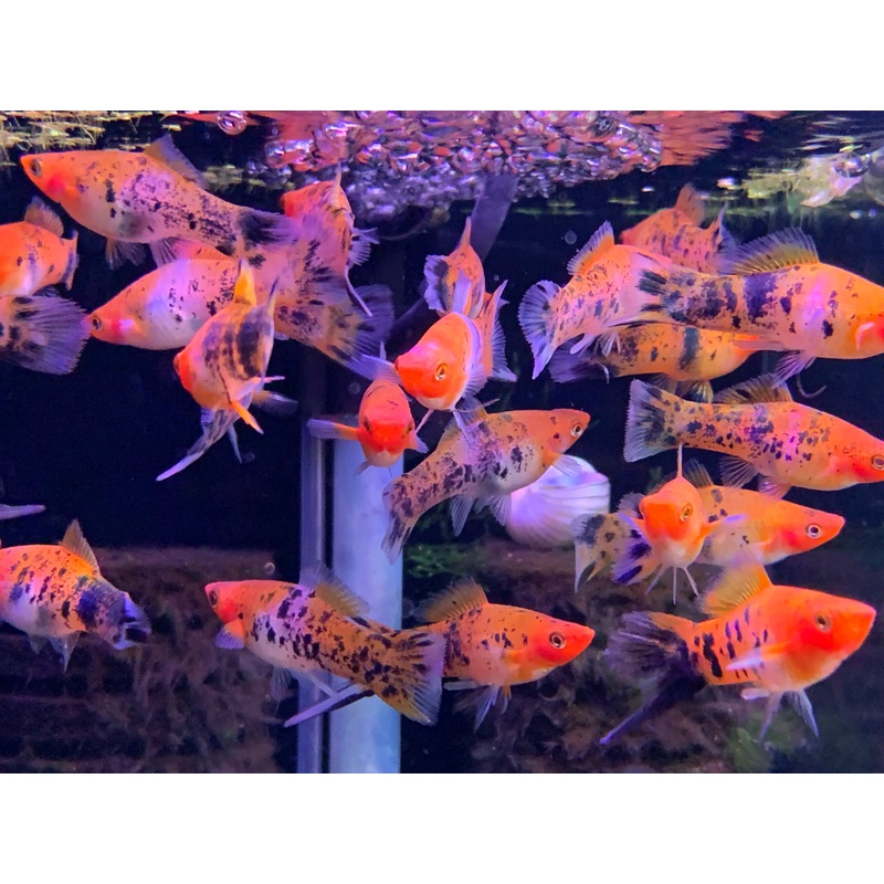 Tri-Color Swordtail