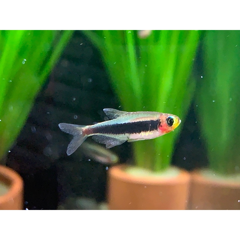 Tucanoichthys Tucano