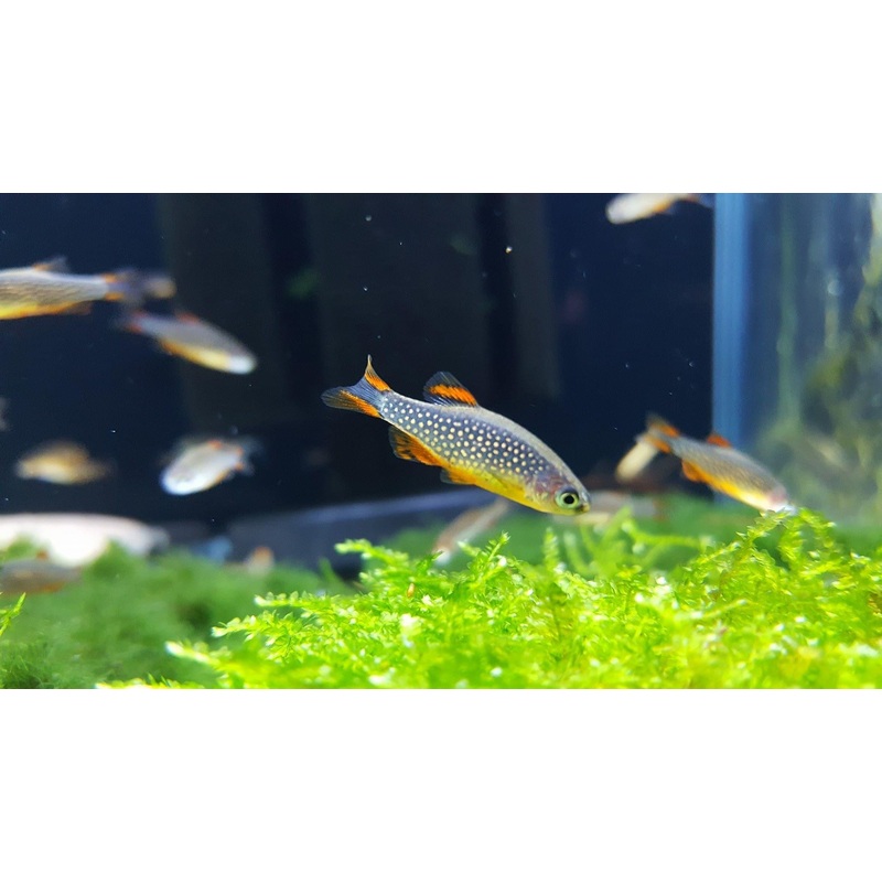 WILD CELESTIAL PEARL DANIO (GALAXY DANIO)