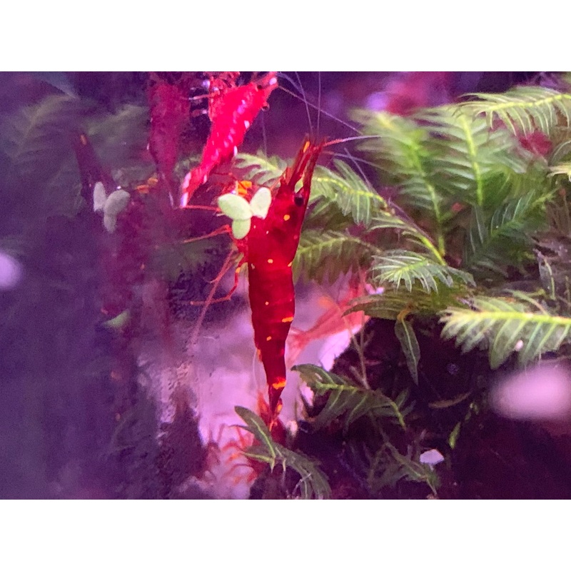 Yellow Cheek Sulawesi Shrimp