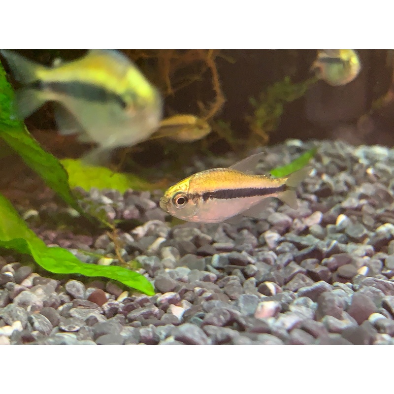Yellow Lapis Tetra