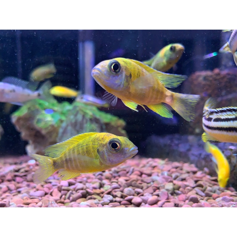 Yellow Peacock