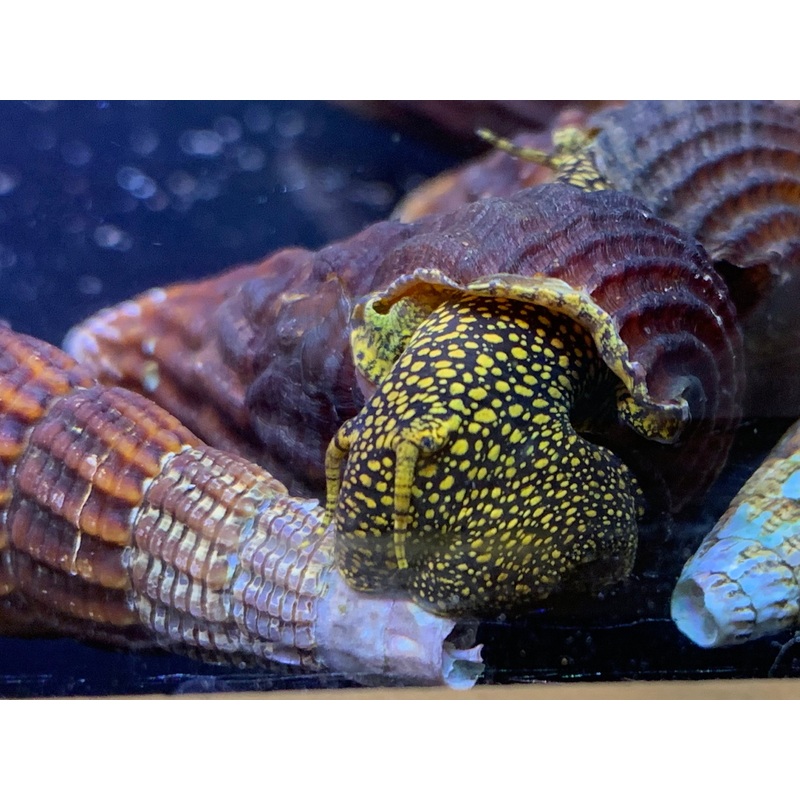 Yellow Spot Rabbit Snail