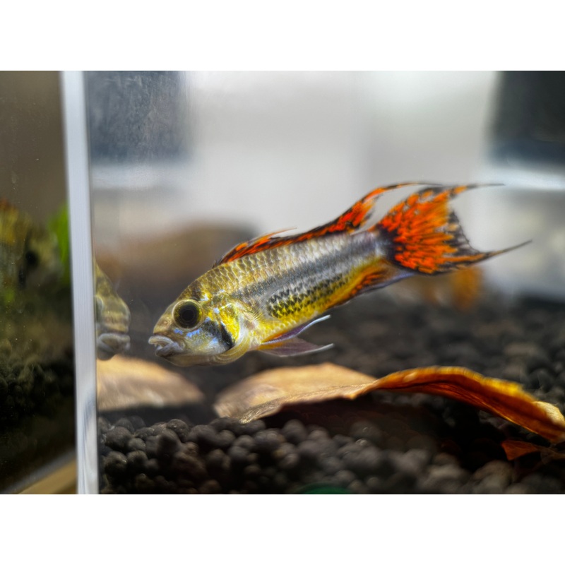 Apistogramma cacatuoides