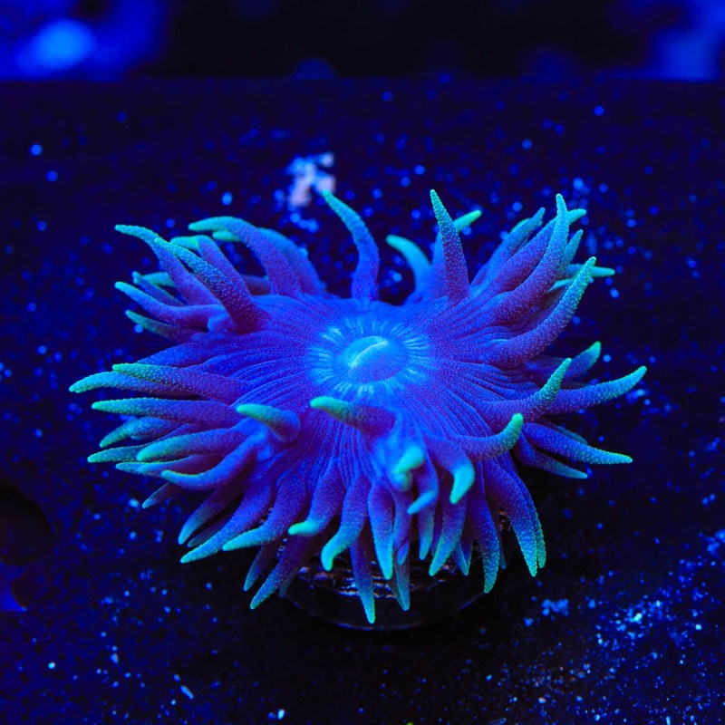 Blue Duncan Coral