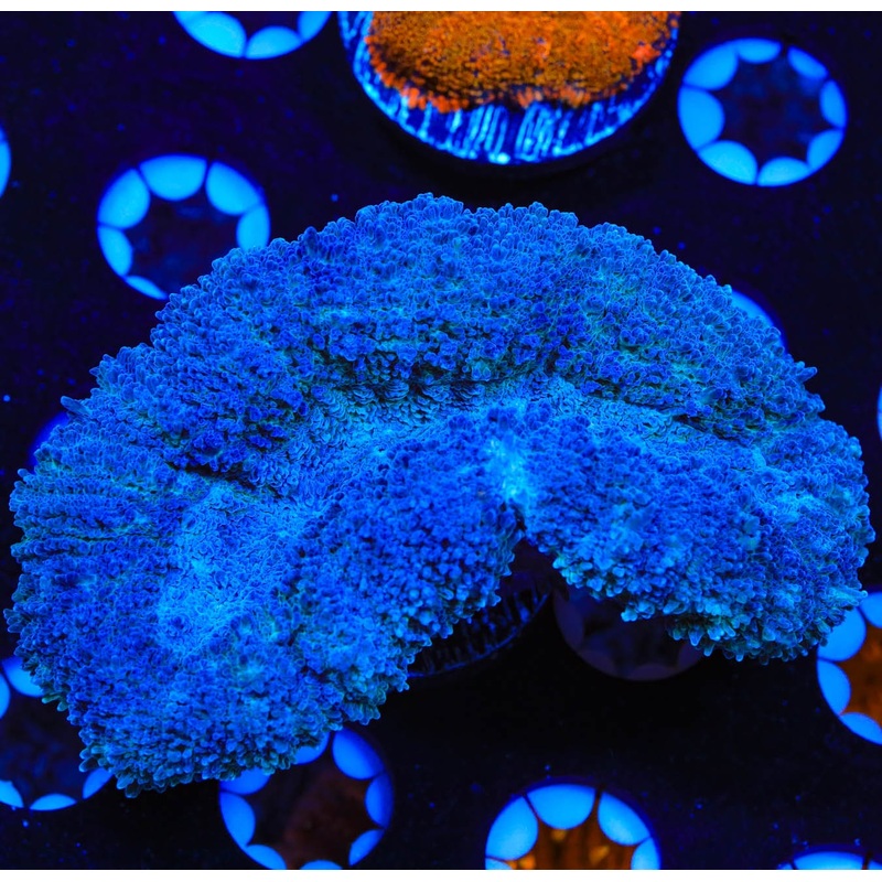 Blue Lobophyllia Coral