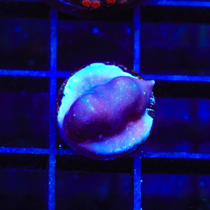 Blue Ridge Coral