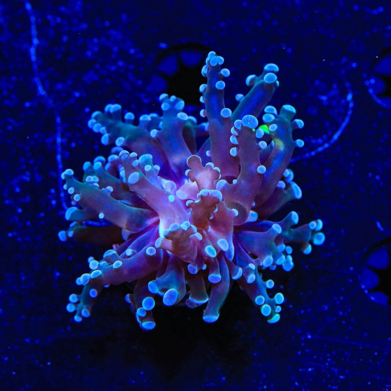 Blue Tip Frogspawn Coral