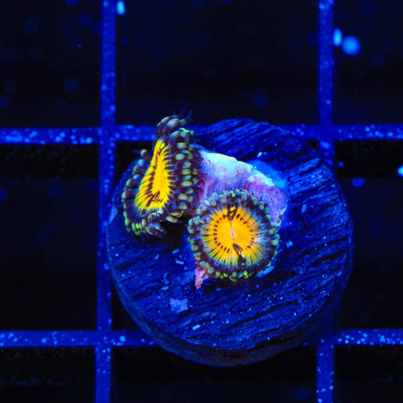 Butt Muncher Zoanthids Coral