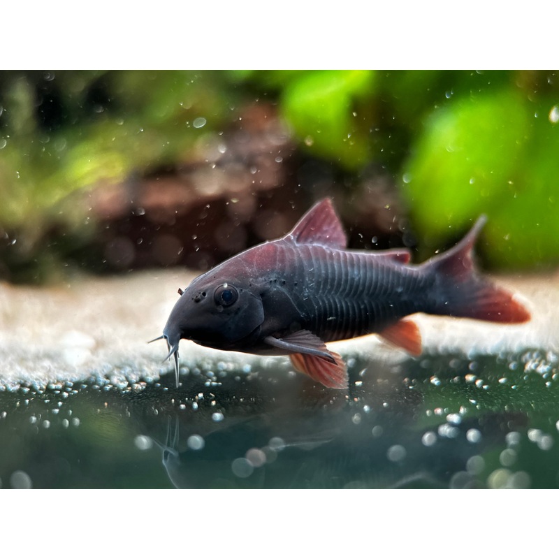 Corydoras Schultzai (Black Venezuela Cory)