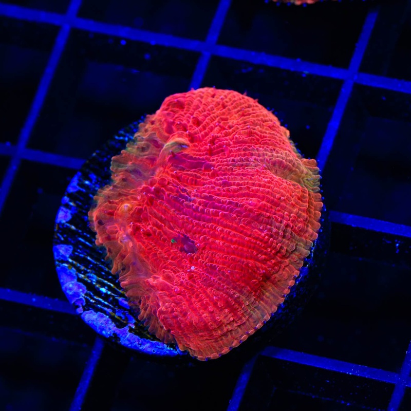 Diablo Diaseris Plate Coral