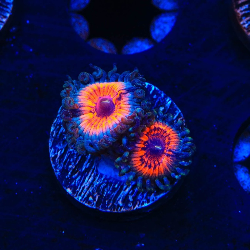 Everlasting Gobstopper Zoanthids Coral