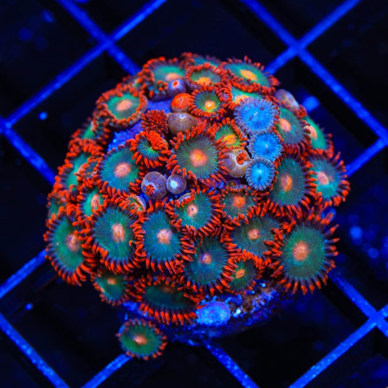 Gatorade Zoanthids Coral
