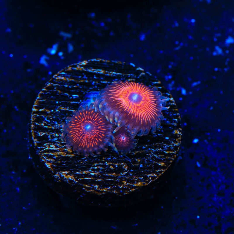God of War Zoanthids Coral