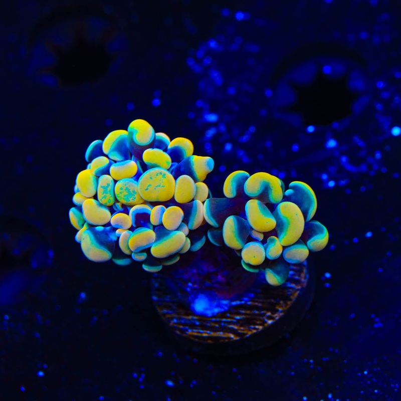 Gold Hammer Coral