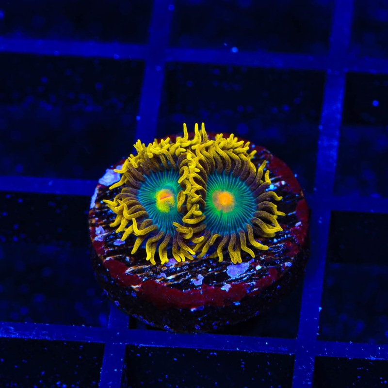 Green Bay Packers Zoanthids Coral