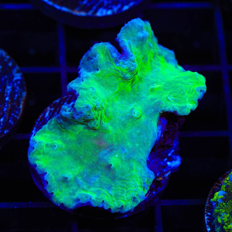Green Cabbage Leather Coral