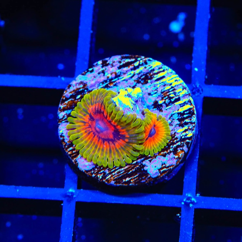 Hallucination Zoanthids Coral
