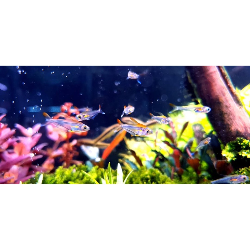 Hummingbird Tetra