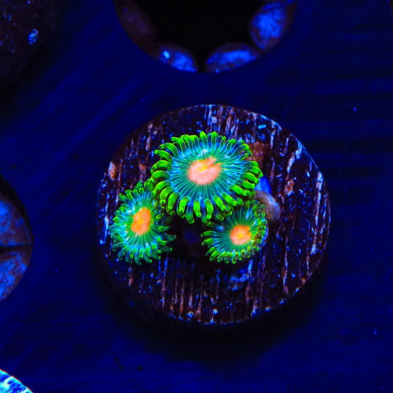 Hurricane Zoanthids Coral