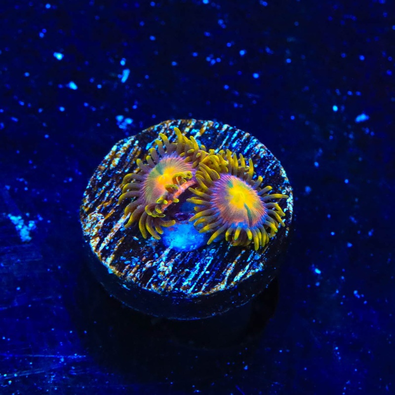 Hydra Lady Dragon Zoanthids Coral
