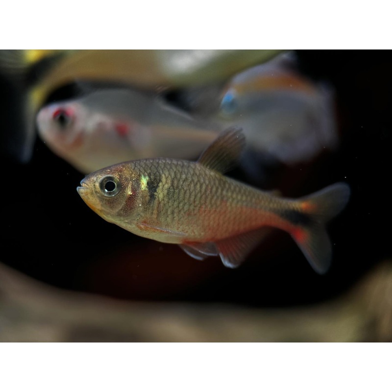 Hyphessbrycon Vinaceus (Red wine Tetra)