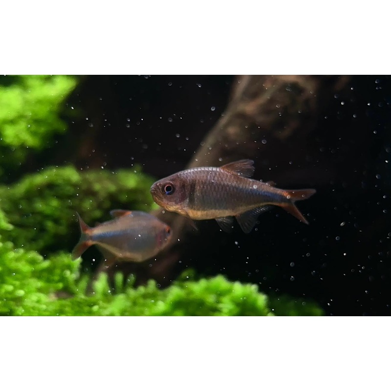 Hyphessbrycon Wadai