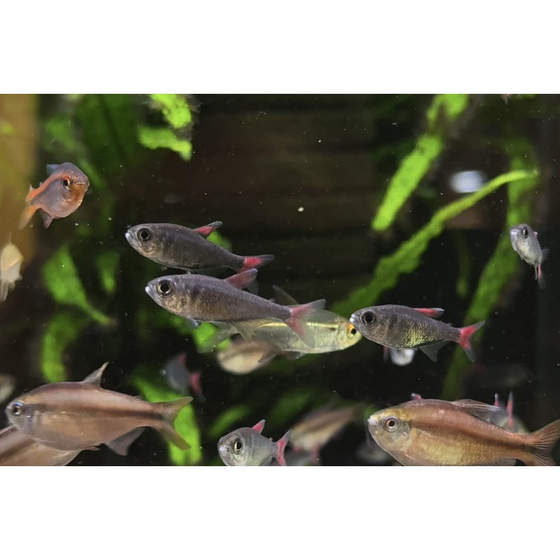 Hyphessobrycon Eliyos