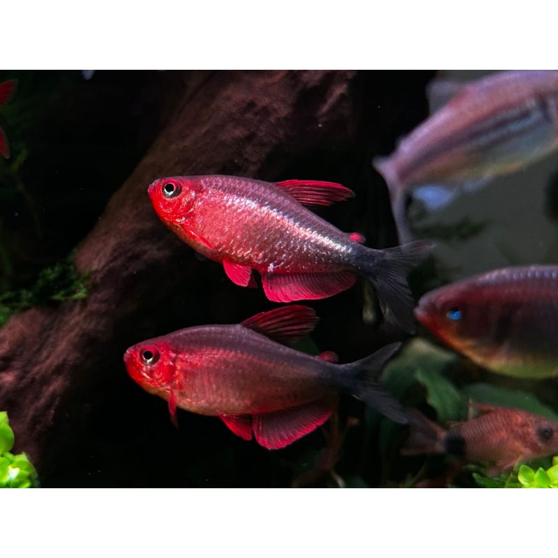 Hyphessobrycon Peugeoti